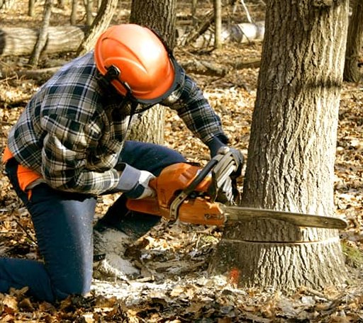 Tree Removal in Marne, MI